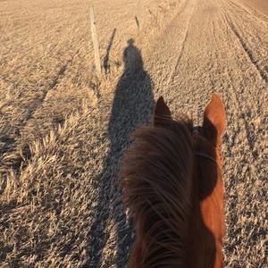 Meet your Posher, Patrick